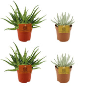 2x Aloe Spider + 2x Senecio Scaposus - 4 pièces - Ø10,5 cm - ↕10 cm