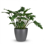 Philodendron Xanadu - Groen - Weinig onderhoud - 1 Plant - met Potter Grijs - Pot 19cm - Hoogte 60cm