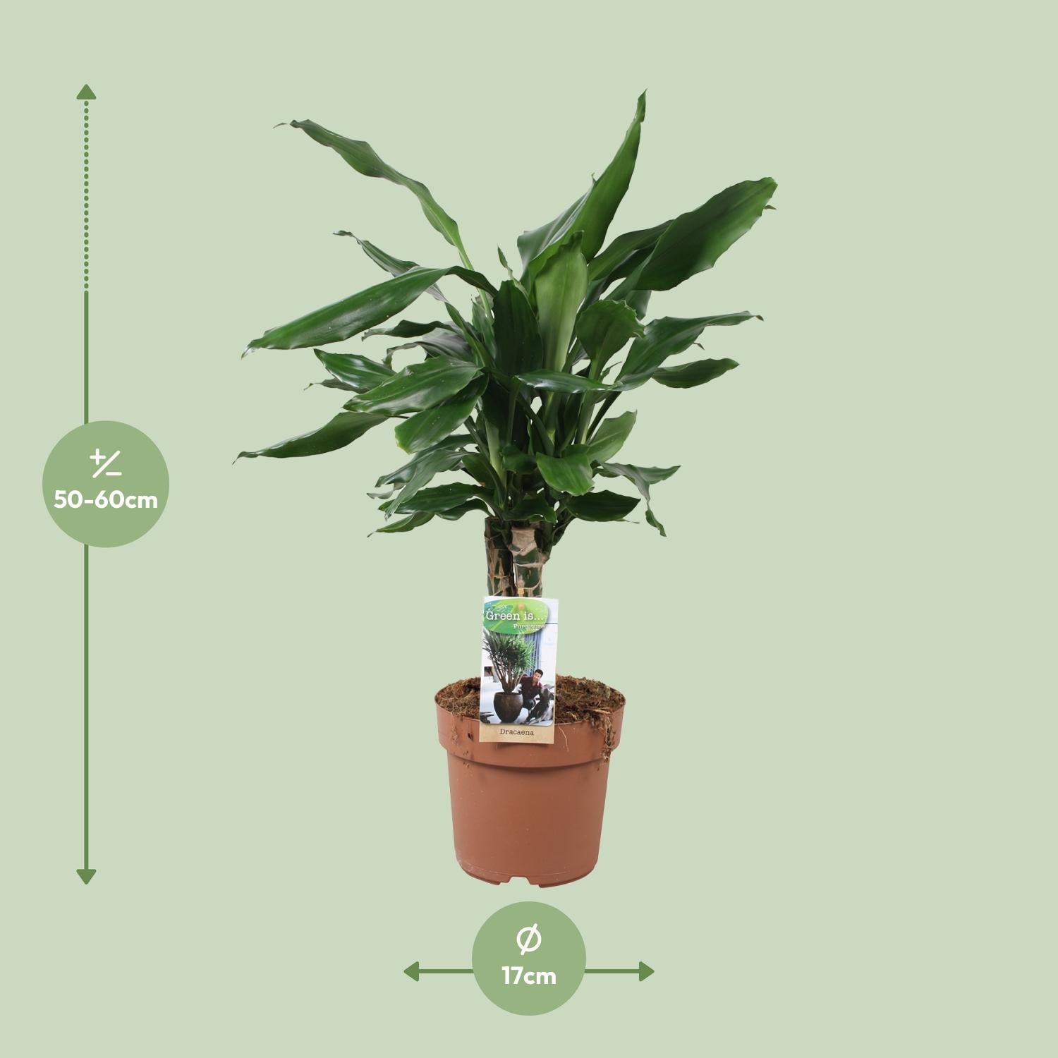 Dracaena Fagrans Steudneri Grün - Ø17cm - ↕55cm