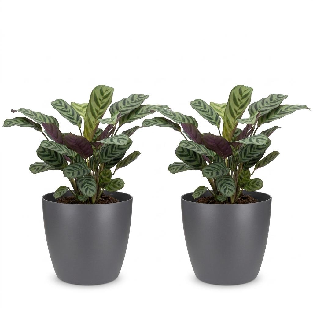 Ctenanthe Burle Marxii - Visgraatplant - 2x - met Potter Grijs - Pot 12cm - Hoogte - 30cm