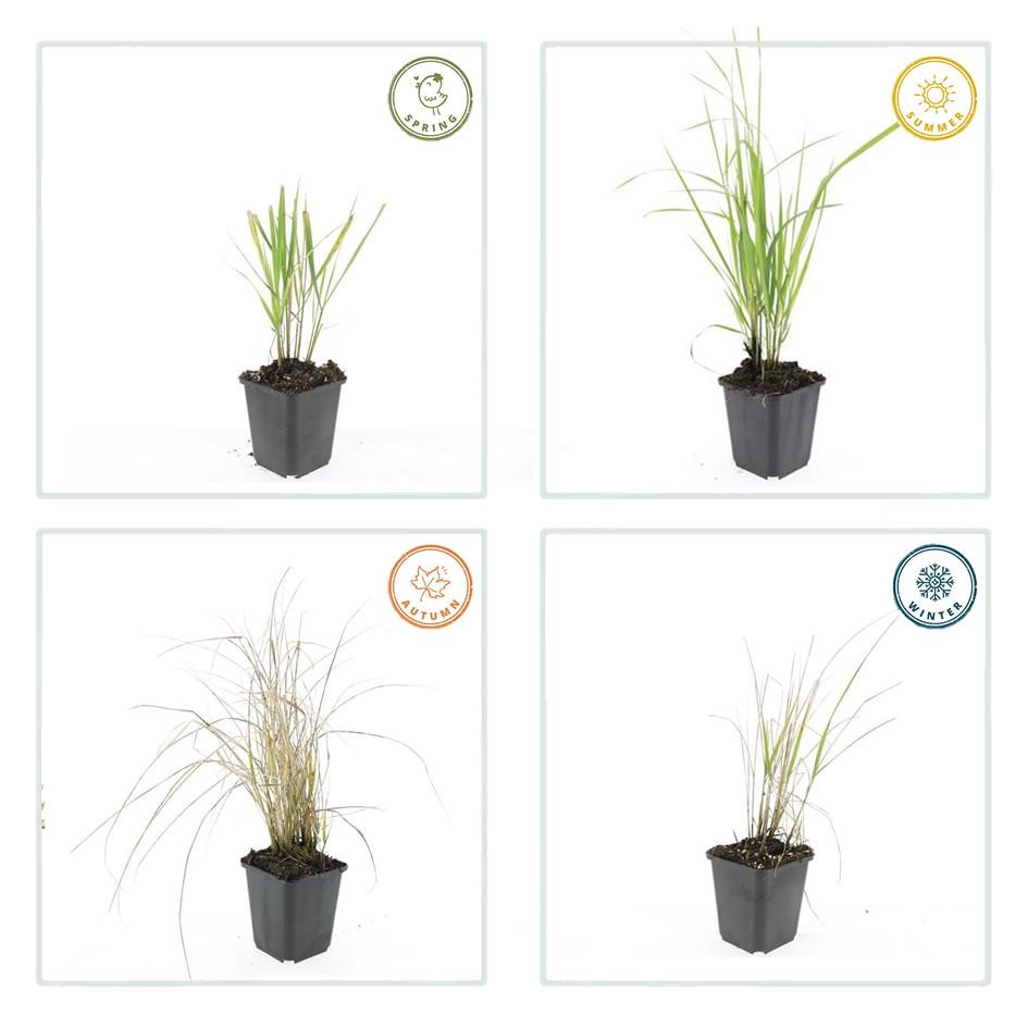 12x Calamagrostis acute. 'Karl Foerster' - ↕10-25cm - Ø9cm