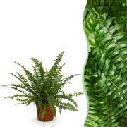 Nephrolepsis exaltata Green Lady - Varen - Huisdiervriendelijke Plant - Groen - 1 Plant - Pot 12cm - Hoogte 25cm