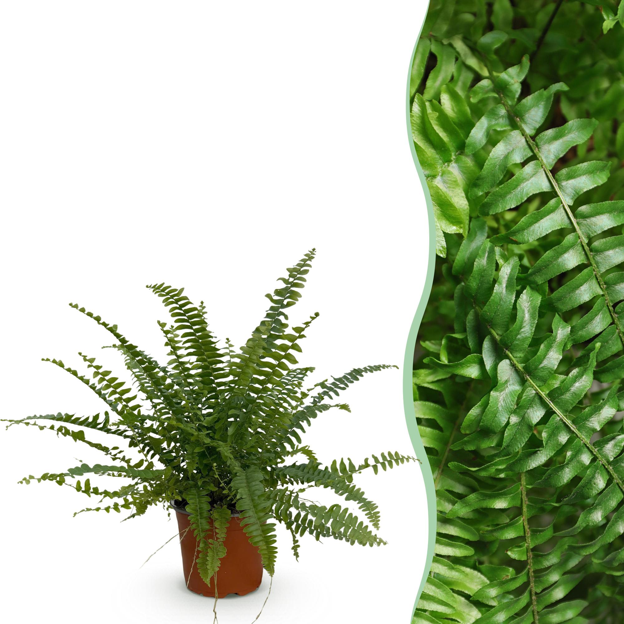 Nephrolepsis exaltata Green Lady - Varen - Huisdiervriendelijke Plant - Groen - 1 Plant - Pot 12cm - Hoogte 25cm