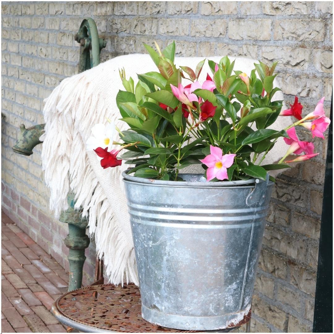 Dipladenia Pink - Mandevilla Pink 6x Ø12 cm - ↕25 cm