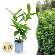 Prunus laur. Novita - Laurierkers 16x  - Haagplanten - Groenblijvend - Groen - Pot 9cm - Hoogte 25-35cm