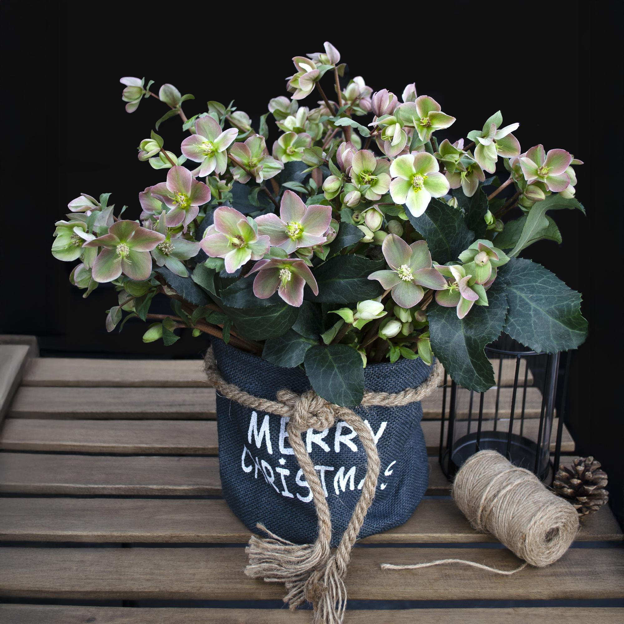 Lenten Rose -  Helleborus Angels Glow - Roze Bloem - Groenblijvend - Pot 19cm Hoogte 50cm