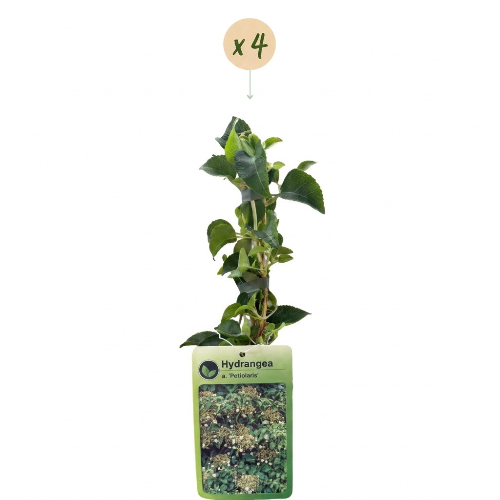 Hydrangea a. Petiolaris - Klimmende hortensia 4x - Wit - Klimplant - Ø9cm - ↕35cm