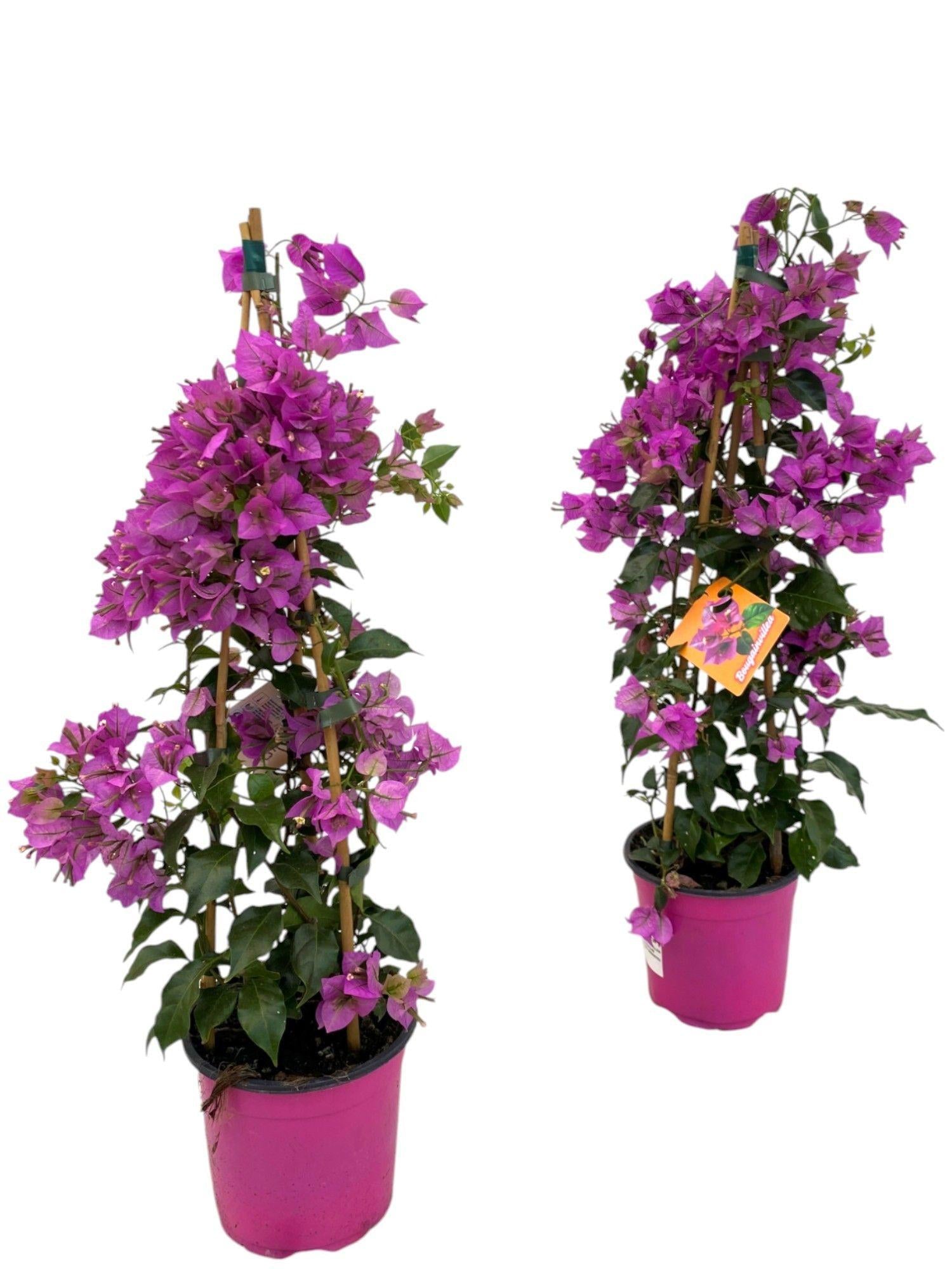 Bougainvillea Sanderiana Piramide - 1 pezzo - Ø17cm - ↕70cm
