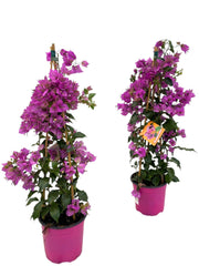 Bougainvillea Sanderiana Piramide - 1 pezzo - Ø17cm - ↕70cm