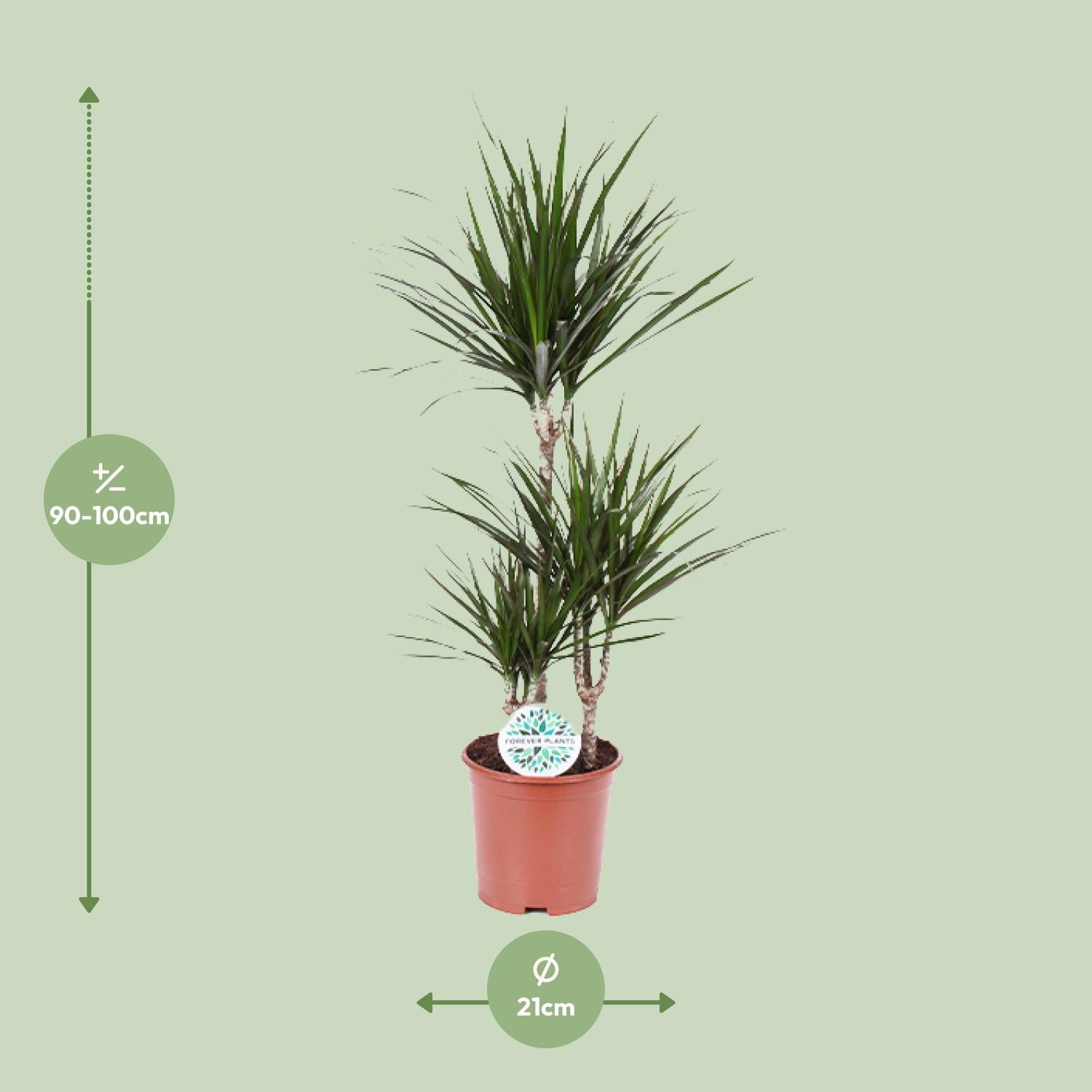 Dracaena marginata - Ø21 cm - ↕115 cm