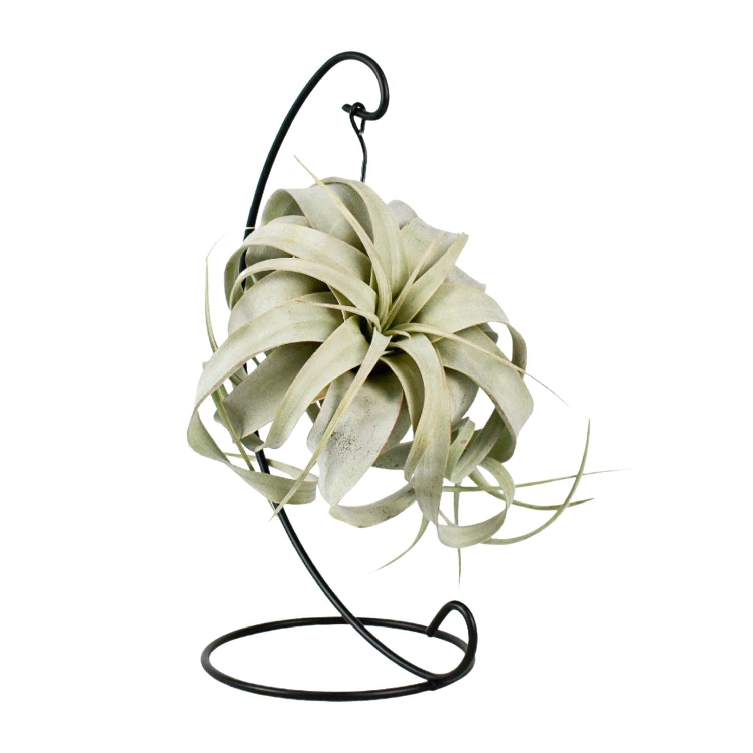 Tillandsia Rey Xero - Ø12cm - ↕23cm