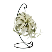 Tillandsia Rey Xero - Ø12cm - ↕23cm