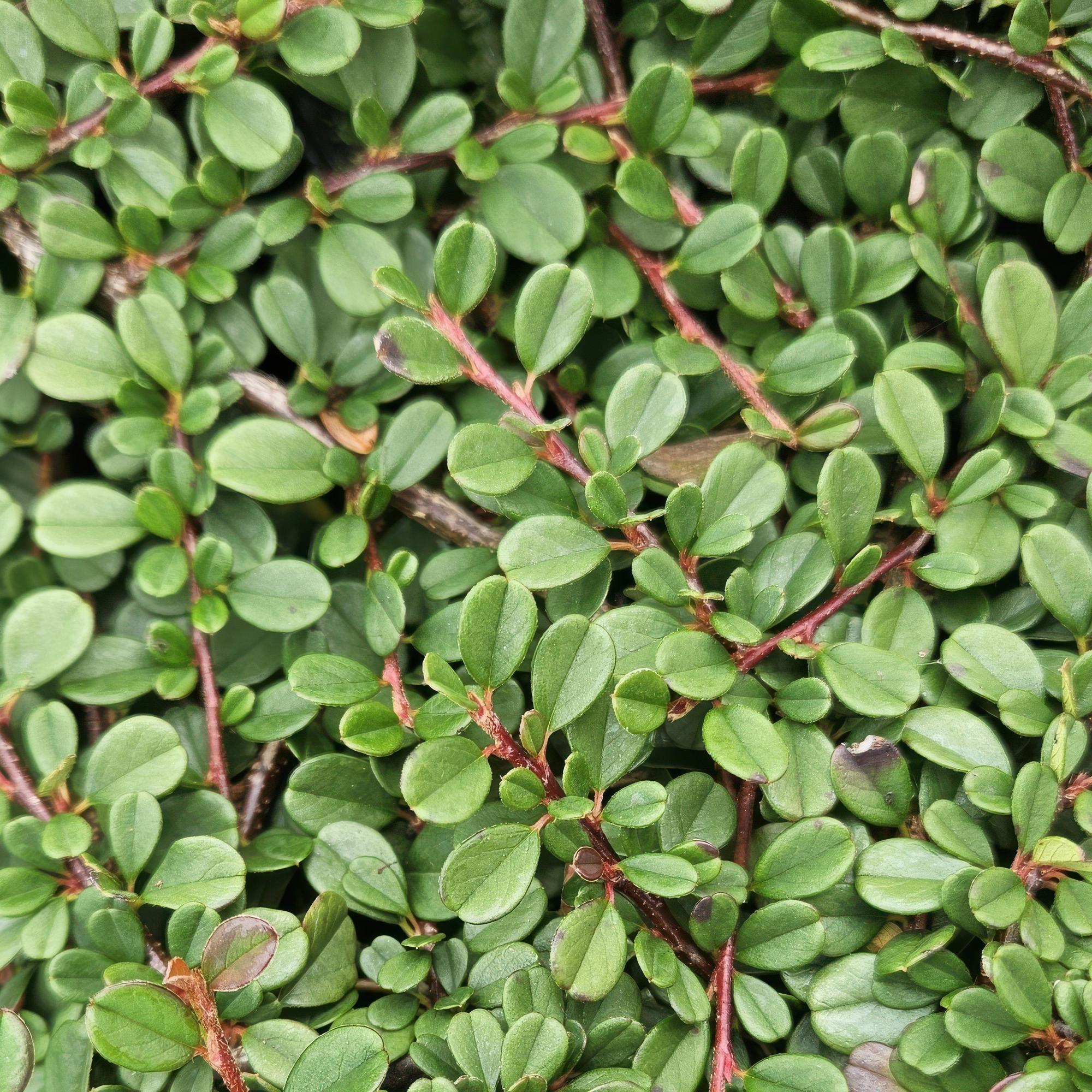 48x Cotoneaster pr. 'Streib's Findling' - ↕10-25cm - Ø9cm