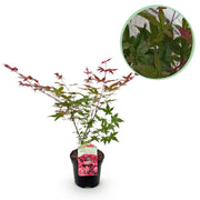 Green boutiQ - Pianta da patio - Acero giapponese - Acer palmatum Beni Maiko - Rosso - 1 pianta - Decidua - Vaso 19 cm Altezza 70 cm