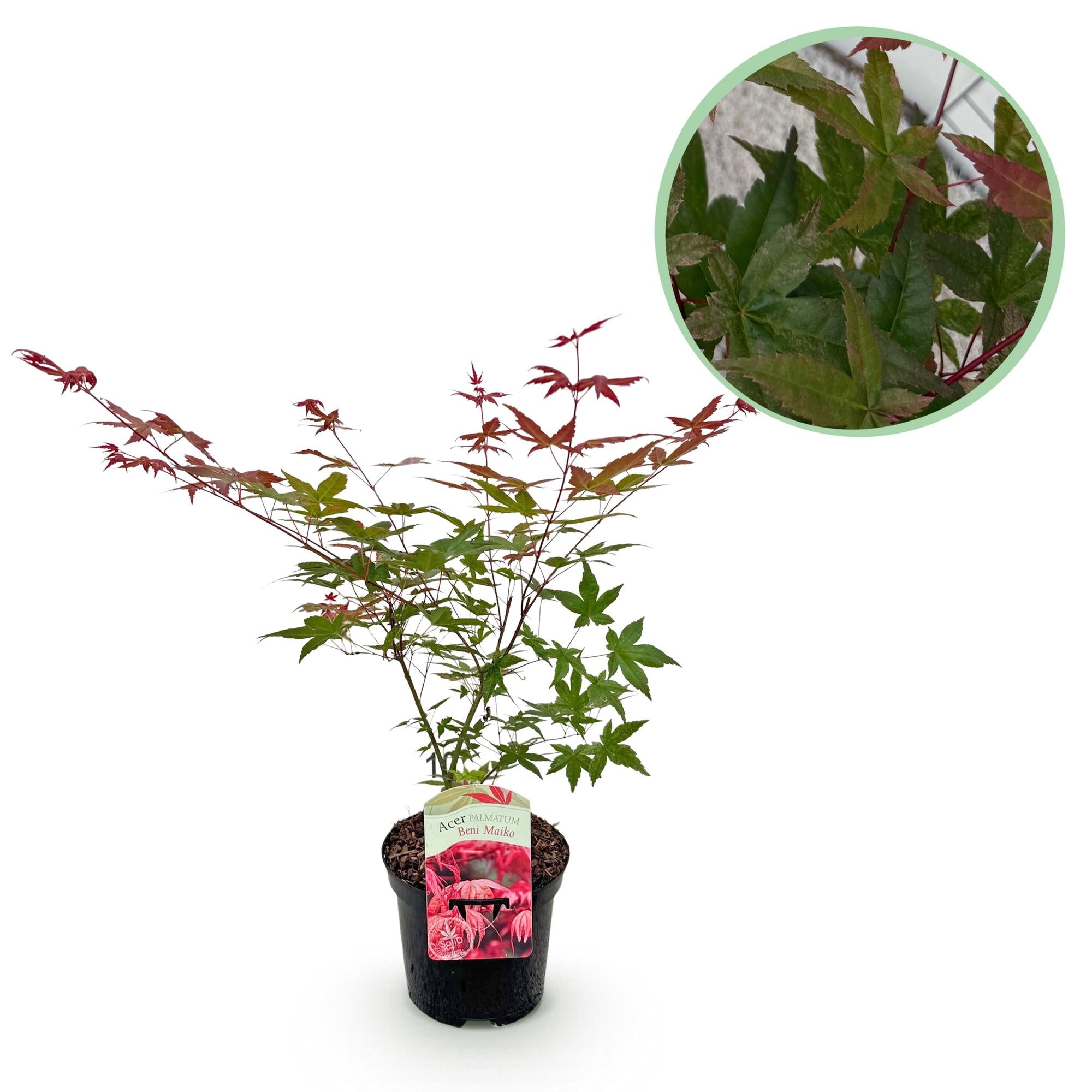 Green boutiQ - Pianta da patio - Acero giapponese - Acer palmatum Beni Maiko - Rosso - 1 pianta - Decidua - Vaso 19 cm Altezza 70 cm