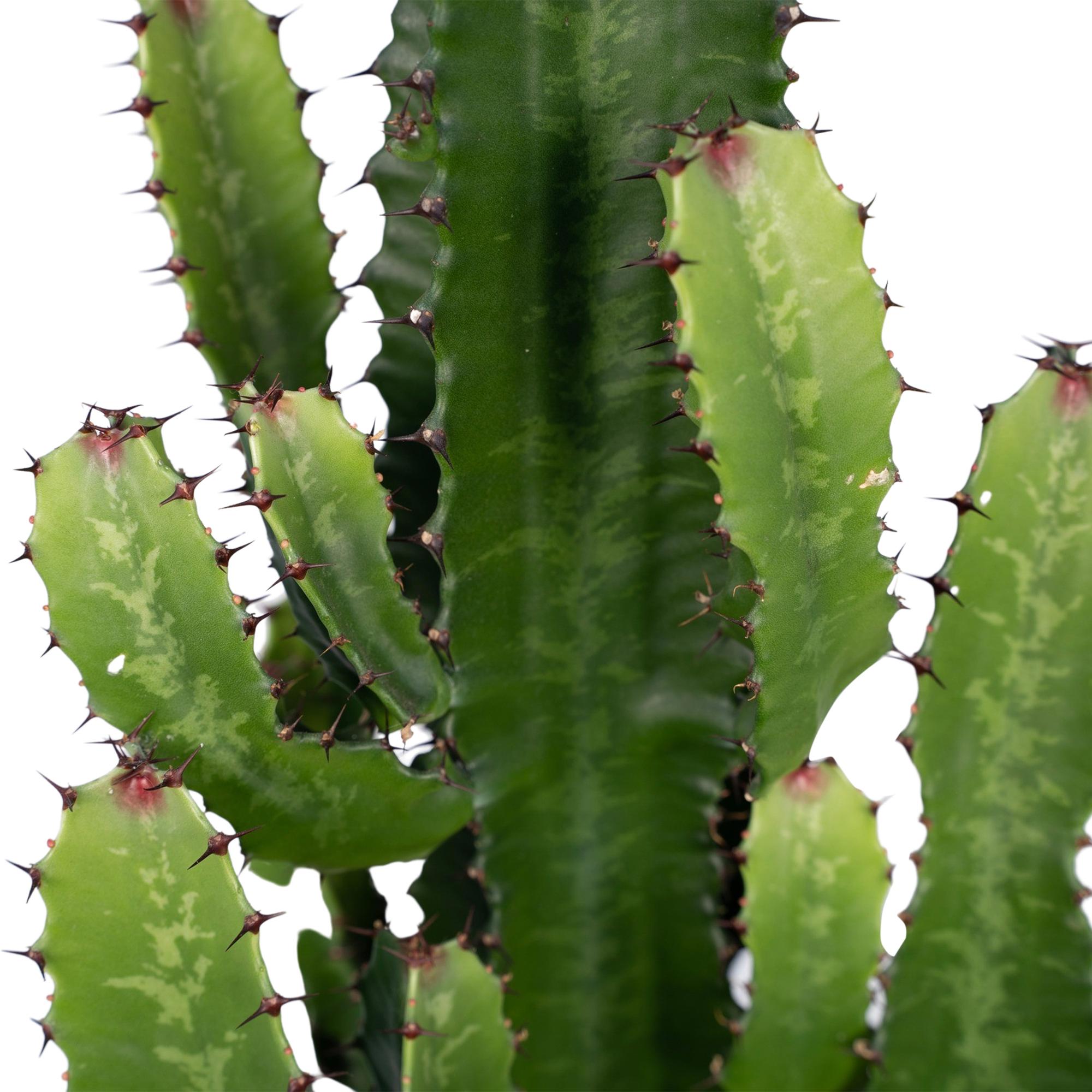 Euphorbia acrurensis - Ø24 cm - ↕60 cm
