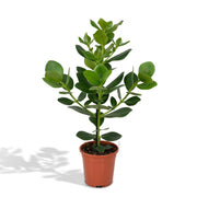 Princesa Clusia Rosea - Ø17cm - ↕60cm