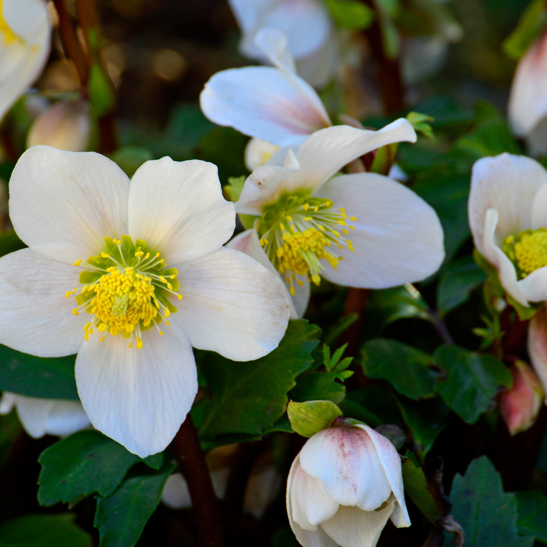 12x Helleborus orientalis - ↕10-25cm - Ø9cm