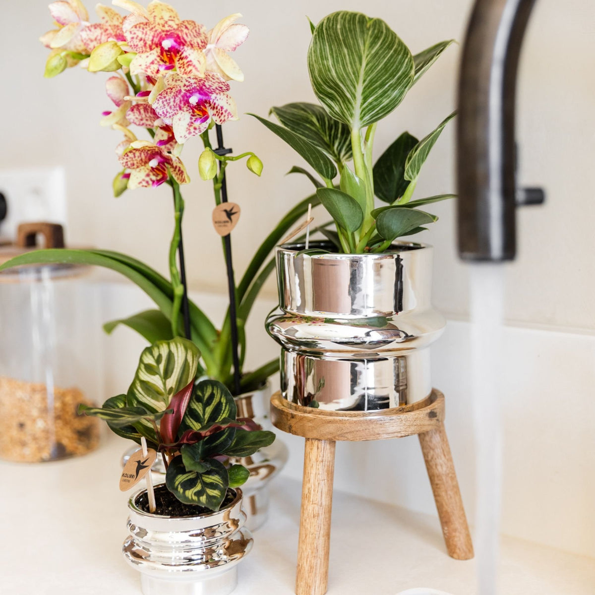 Kolibri Orchids | Plantenset Chrome - Oranje-Gele Phalaenopsis Orchidee Mineral Grosseto & Philodendron White Measure & Calathea Makoyana