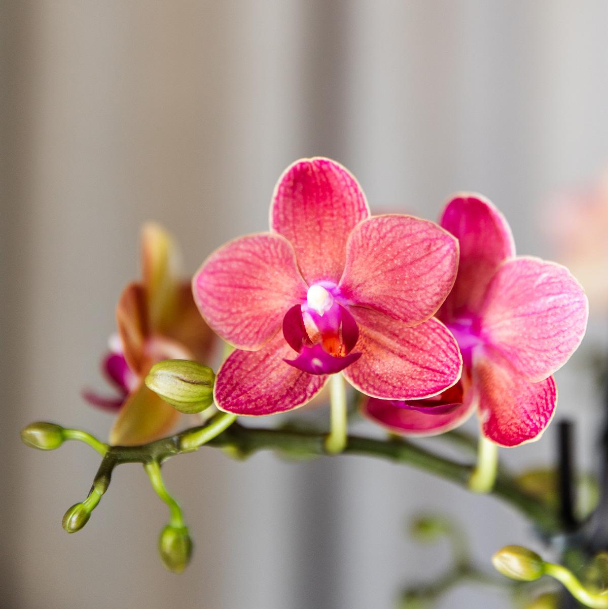 Kolibri Orchideen | Kombiangebot: 4 orangefarbene Phalaenopsis-Orchideen (Kongo) – Topfgröße Ø 9 cm | Blühende Zimmerpflanze – frisch vom Züchter