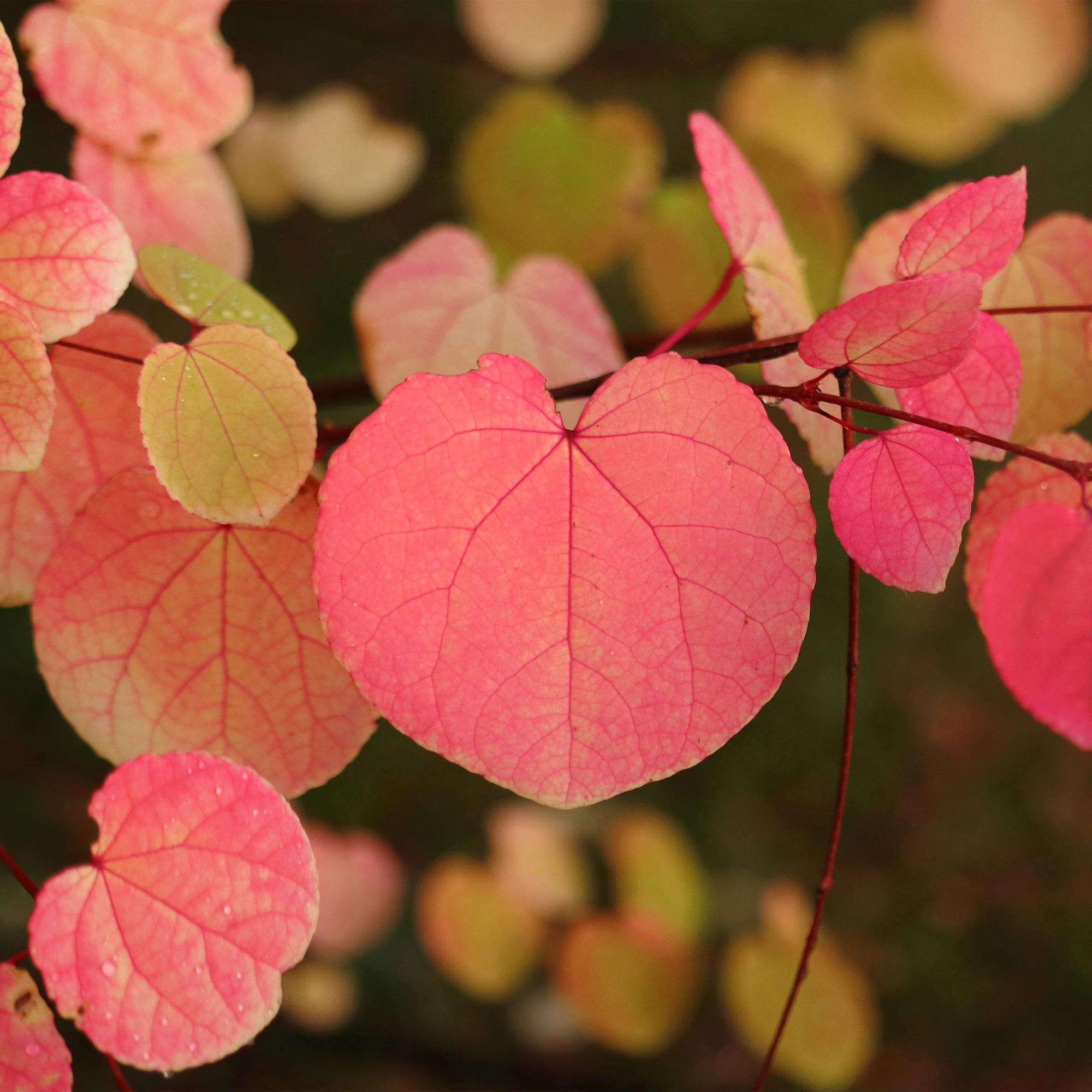 Cercidiphyllum japonicum - Groen 3 Planten - Bladverliezend - Weinig Onderhoud - Pot 12cm Hoogte 35cm