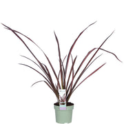 Phormium 'Rosa Flamingo' - Ø14cm - ↕50cm