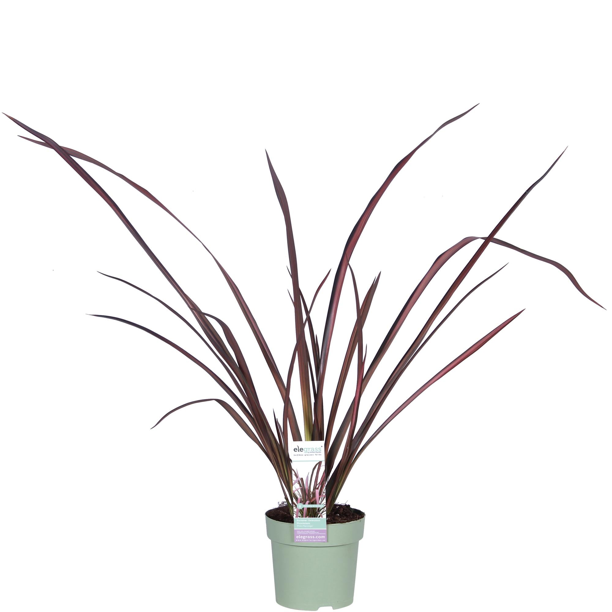 Phormium 'Rosa Flamingo' - Ø14cm - ↕50cm