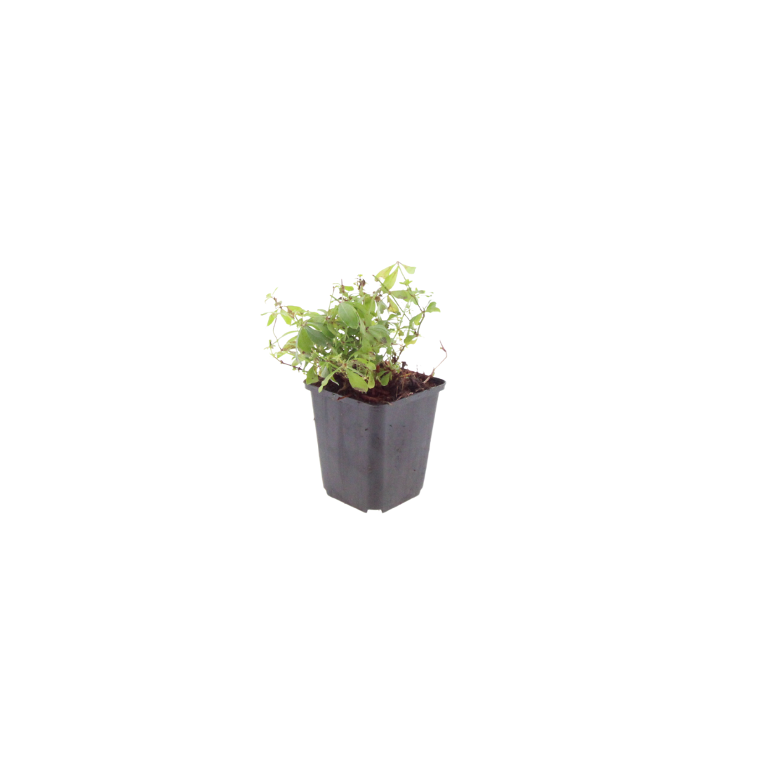 12x Galium odoratum - ↕10-25cm - Ø9cm
