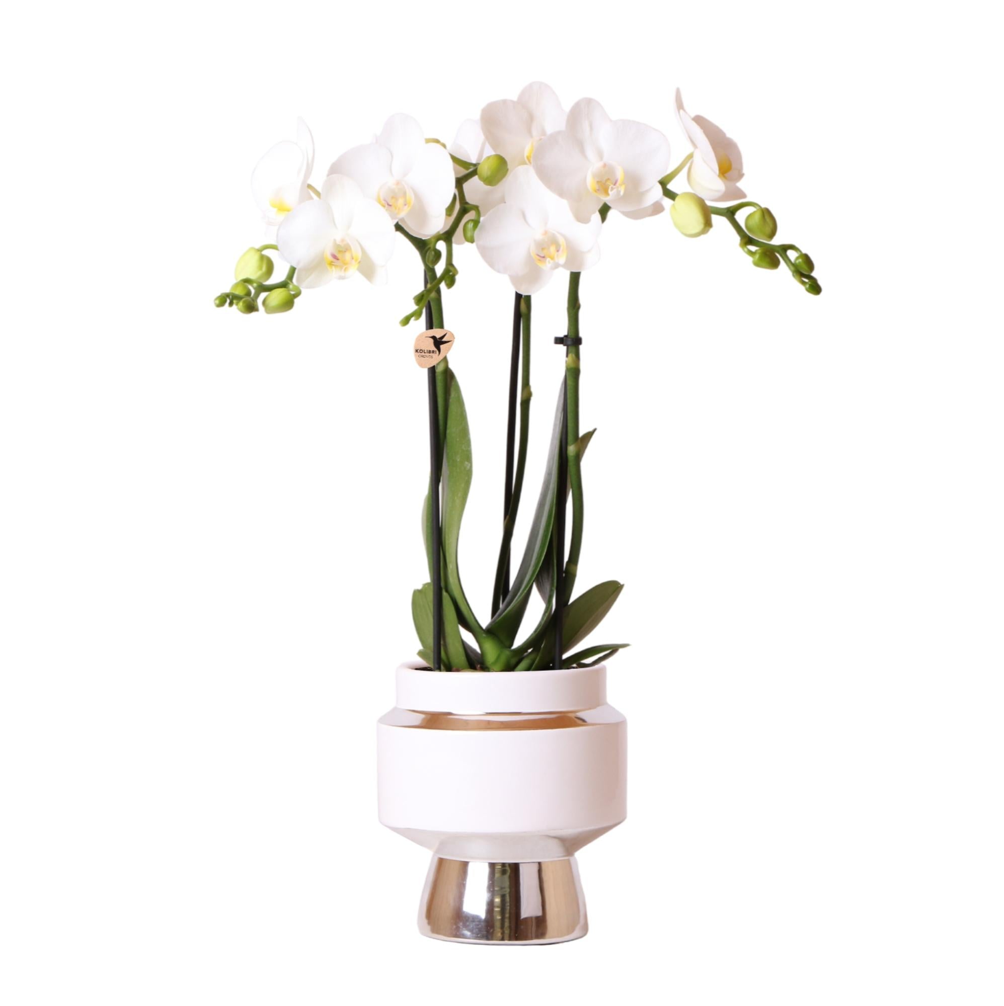 Kolibri Orchideen | Weiße Phalaenopsis-Orchidee – Amabilis + Le Chic dekorativer Topf silber – Topfgröße Ø 9 cm – 40 cm hoch | Blühende Zimmerpflanze im Blumentopf – frisch vom Züchter