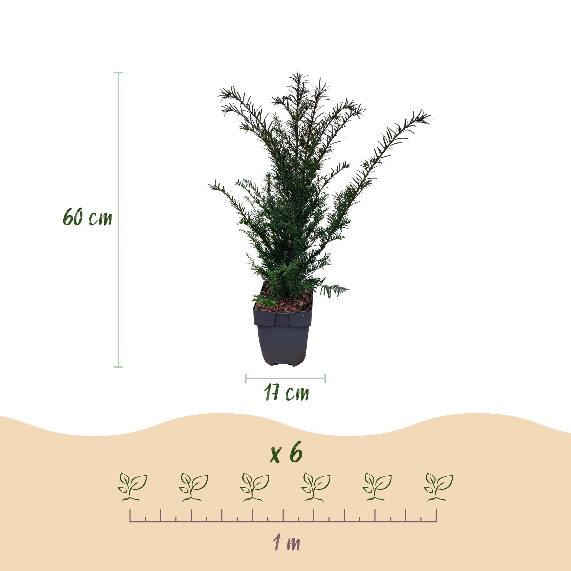 Green boutiQ – Heckenpflanzen – Eibe (Taxus baccata) – grüne Blätter – 6 Pflanzen – 1 laufender Meter – immergrün – Topf 17 cm, Höhe 60 cm