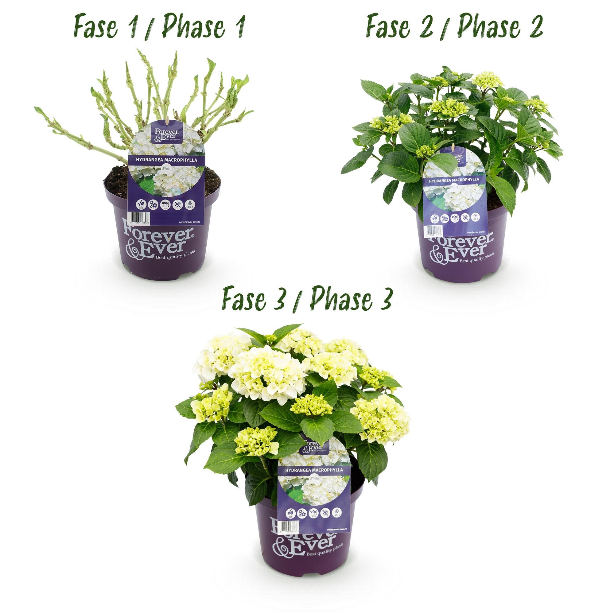 Green boutiQ - Pianta da patio - Ortensia - Hydrangea Forever & Ever - Bianca - 7-12 fiori - 2 piante - Vaso 23 cm Altezza 55 cm