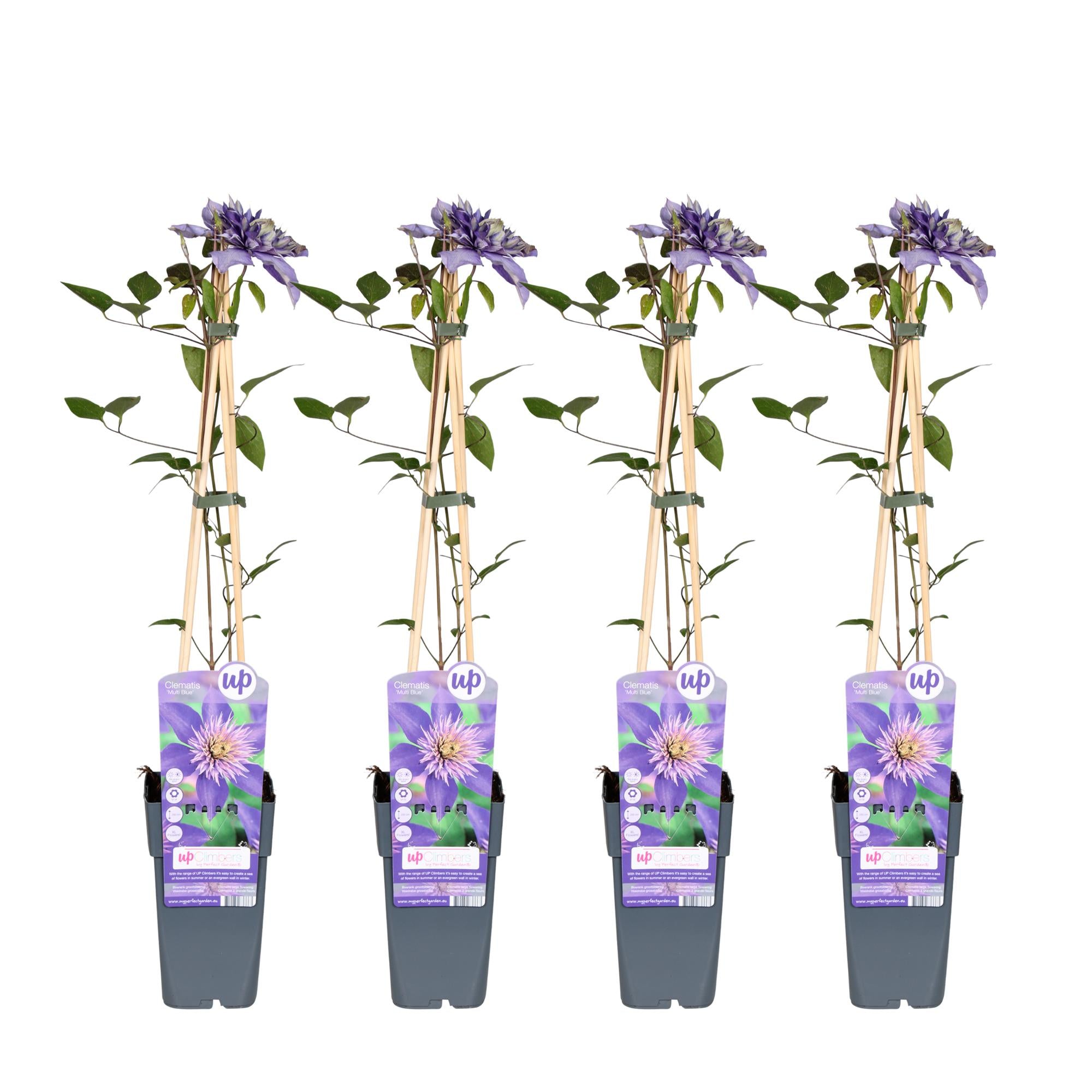 4x - Clematis Multi Blu - ↨65cm - Ø15