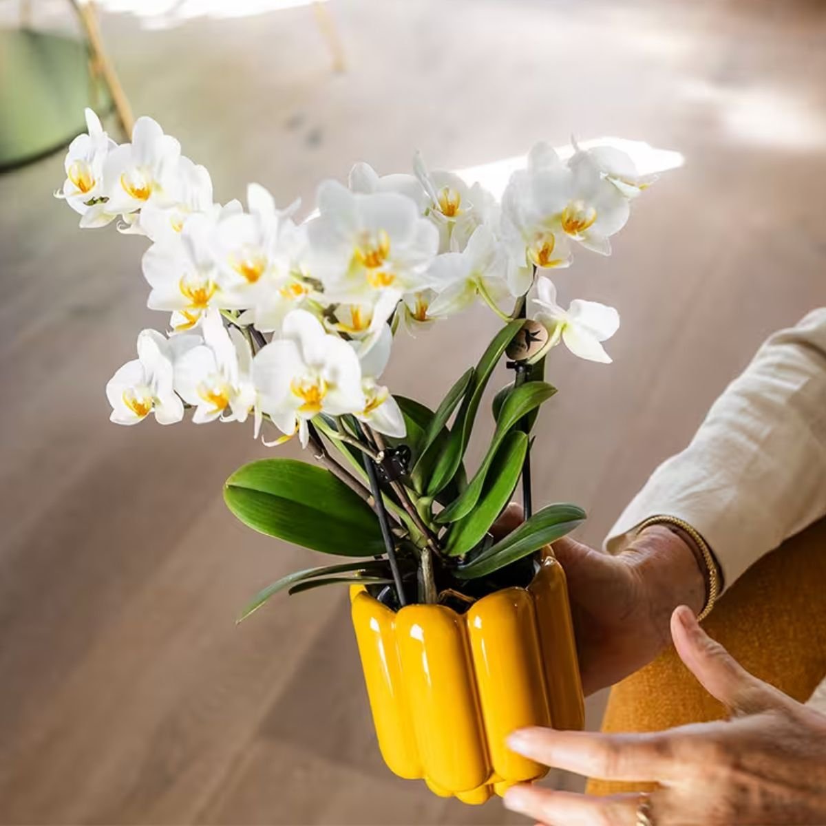 Kolibri Orchids | Combi Deal - 4 Witte Phalaenopsis Orchideeën Blossom Lausanne - Ø9 cm