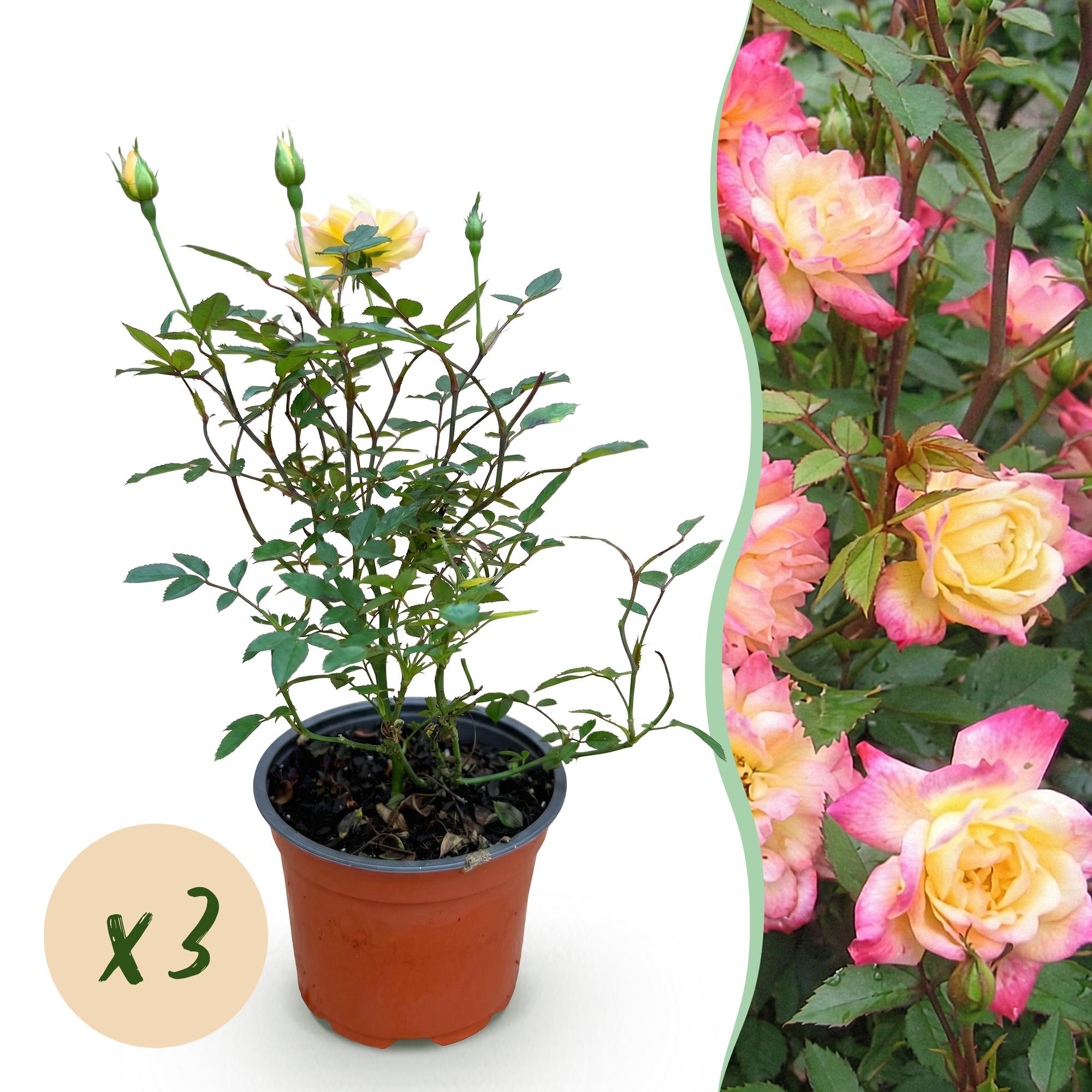 Rosa Tricolor Fairy - Roos - Winterhard - Geel-Roze - 3 Planten - Pot 12cm - Hoogte Hoogte 20-25cm