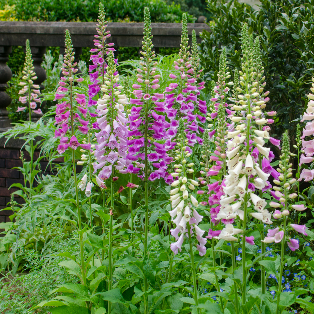 12x Digitalis purpurea - ↕10-25cm - Ø9cm