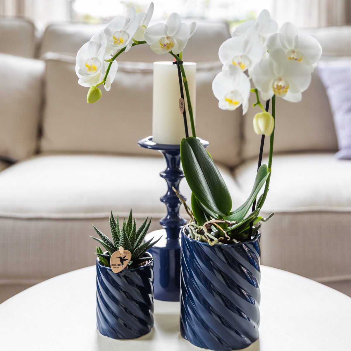 Kolibri Orchids | Conjunto de orquídeas Amabilis blancas y suculentas en macetas decorativas Candy azules - tamaños de maceta Ø9cm y Ø6cm | planta de interior con flor - recién cultivada