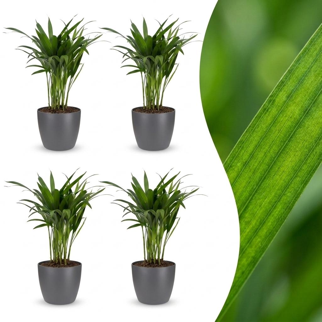 Areca Lutescens - Goudpalm - 4x - met Potter Grijs - Pot 12cm - Hoogte - 45cm