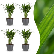 Areca Lutescens - Goudpalm - 4x - met Potter Grijs - Pot 12cm - Hoogte - 45cm