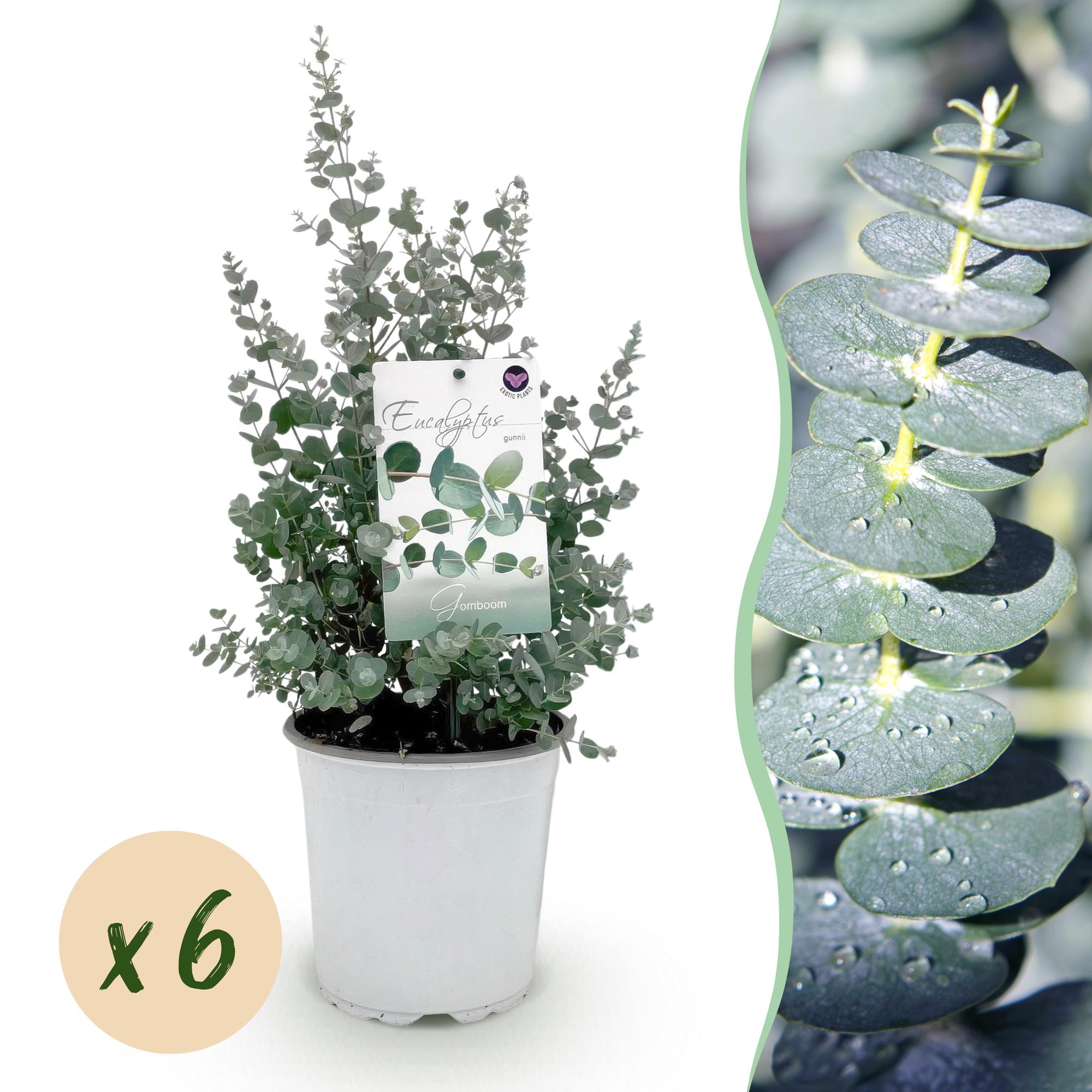 Eucalyptus boom - Eucalyptus gunni  - Grijs - 6 Planten - Winterhard - Pot 17cm Hoogte 40cm
