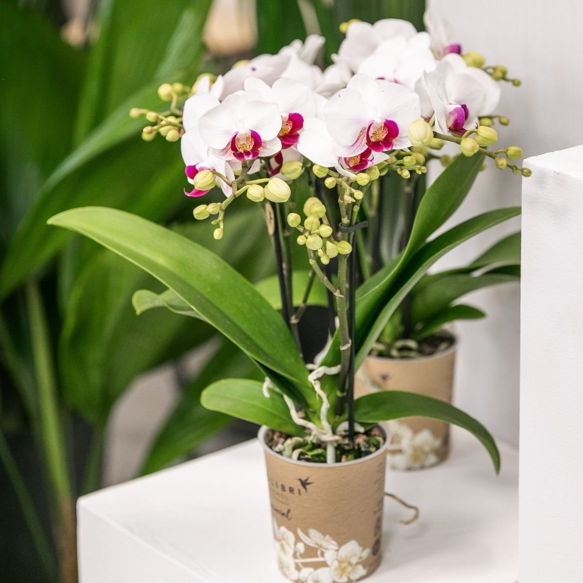 Kolibri Orchids | Combi Deal - 2 Witte Phalaenopsis Orchideeën Mineral Gibraltar - Ø9 cm