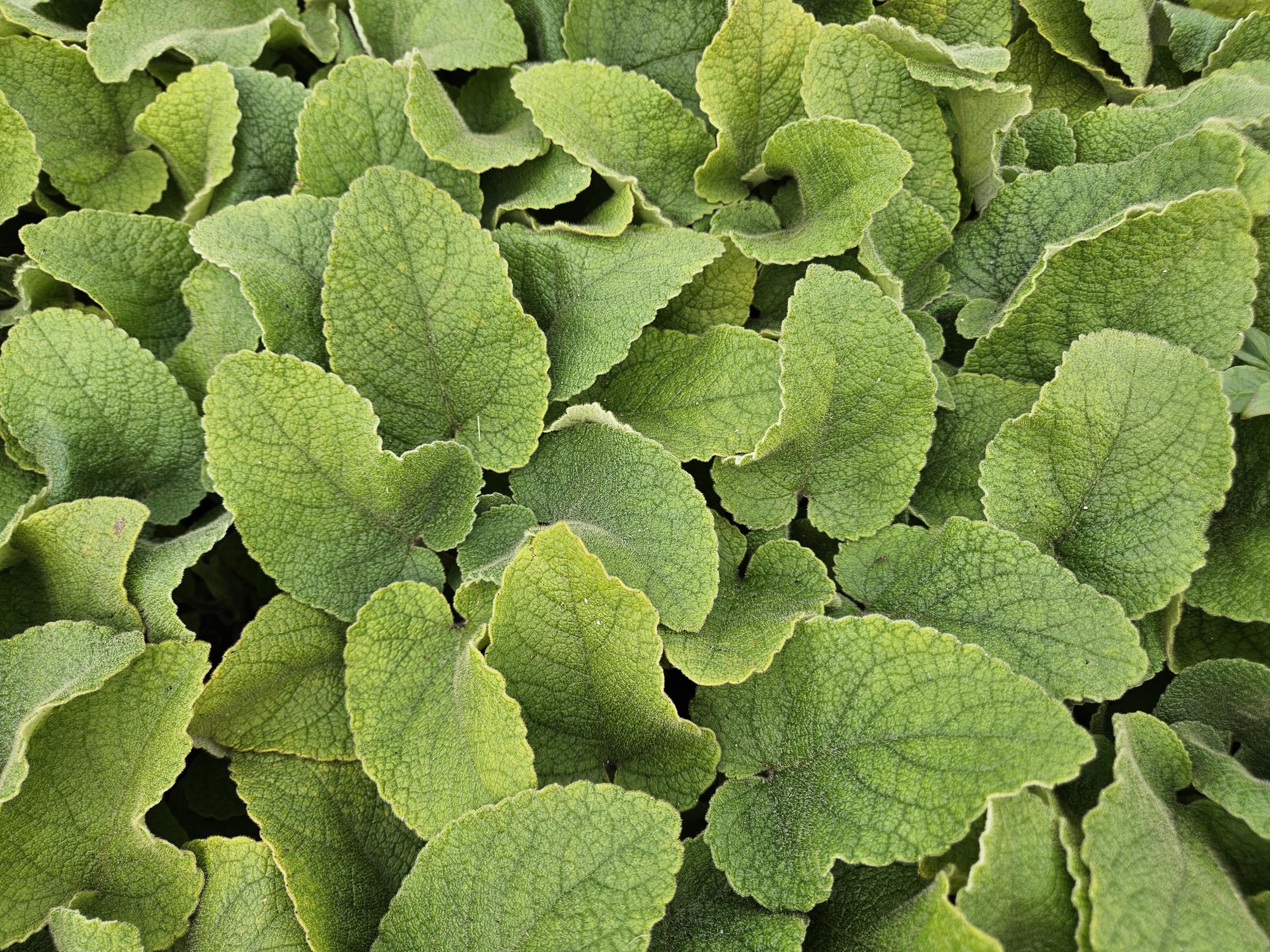 6x Phlomis russeliana - ↕10-25cm - Ø9cm