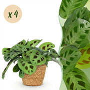 Maranta Fascinator Kerchoveana - Roślina zebra - Roślina przyjazna zwierzętom - Zielona - 4 rośliny - z koszykiem - Doniczka 12 cm - Wysokość 25 cm