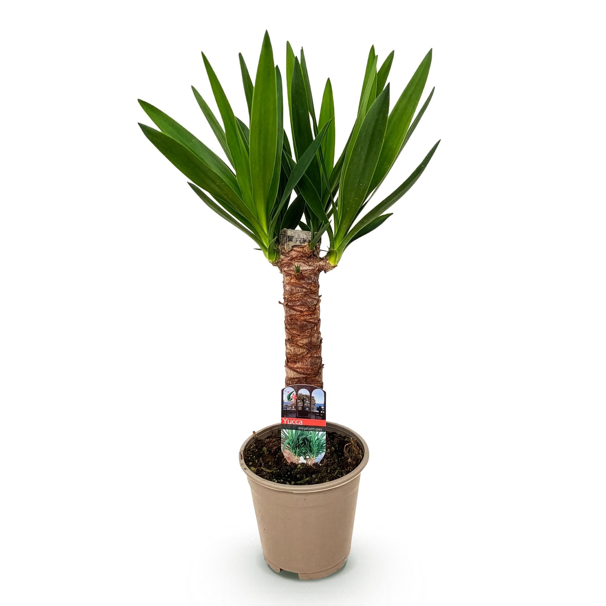 Yucca elephantipes - Weinig onderhoud - Groen - 1 - Pot 14cm - Hoogte 55cm