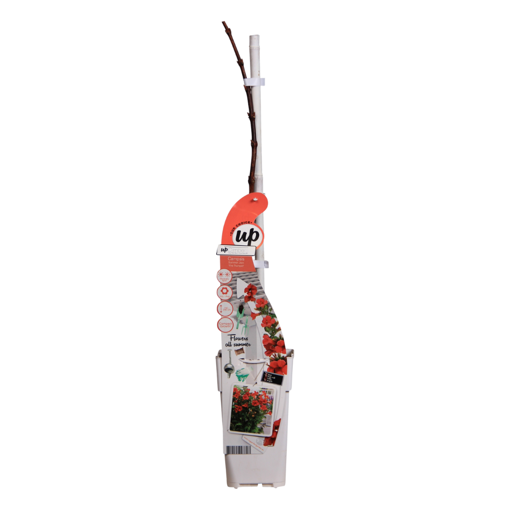 Campsis Summer Jazz Feuertrompete - Ø19cm - ↕70cm - Ø15 - ↨65cm