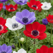 60x Anemone de Caen Mix - Bloembollen - Klaproosanemoon de Caen mix - Diversen - Voorjaarsbloeier - Bolmaat 5/6