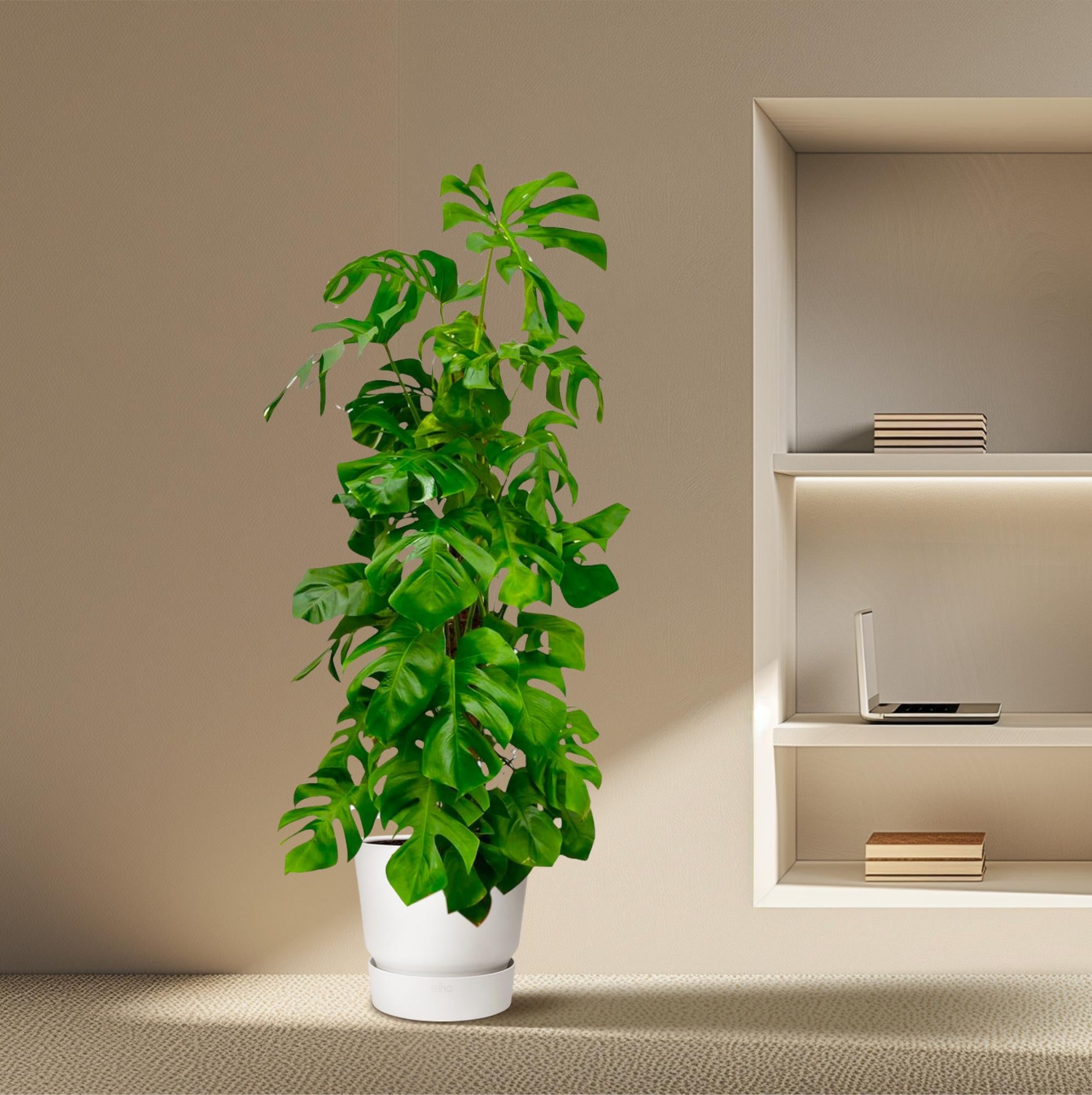 Monstera Deliciosa XXL - 180 cm - ø27