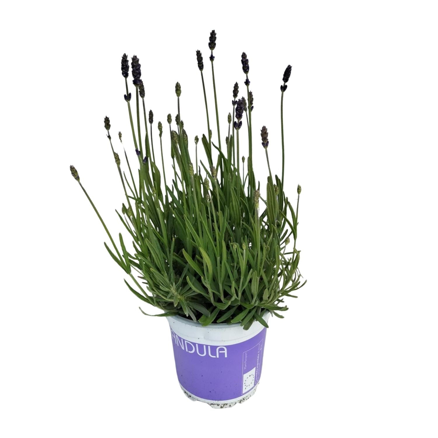 Lavanda Lavandula Hidcote Blu Blu - Ø12cm - ↕20cm