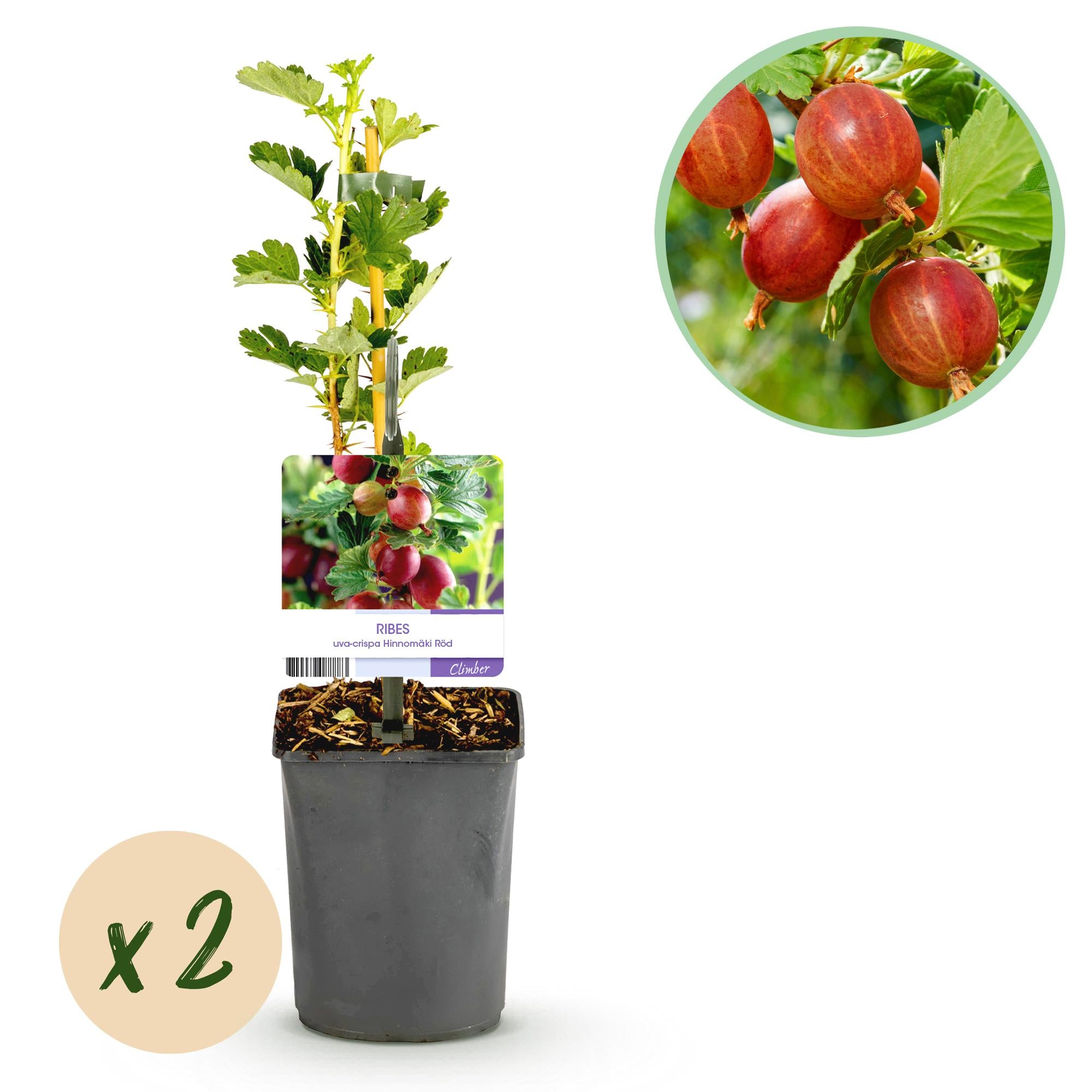 Green boutiQ - Pianta da frutto - Uva spina - Ribes uva-crispa Hinnomäki Röd - Ribes rosso - 2 piante - Vaso 11 cm Altezza 40 cm