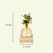 Calathea en verre de Samoa avec éclairage LED - Ø12cm - ↕10cm