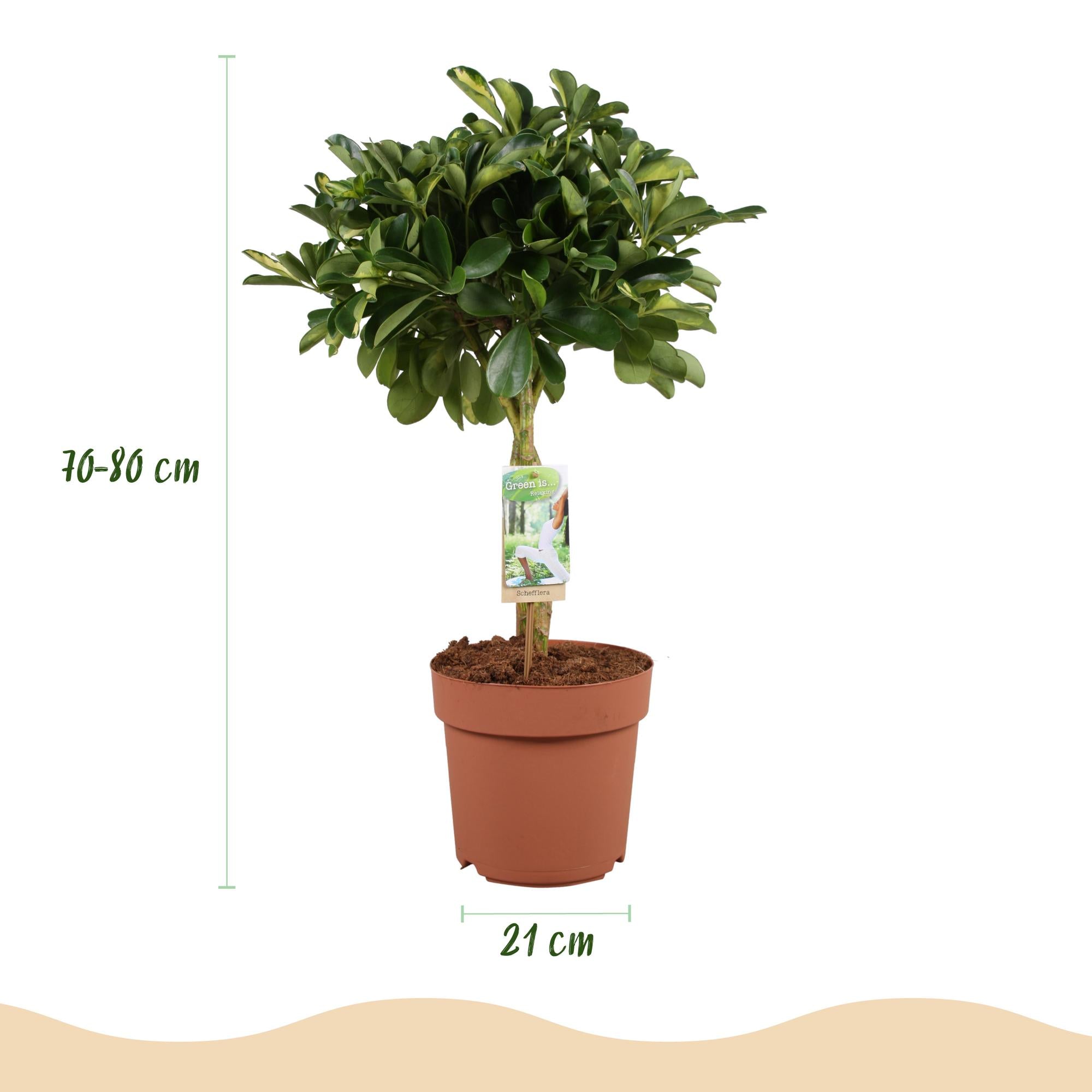 Schefflera Gold Capelle - Vingerboom - met Potter Wit - Pot 21cm - Hoogte 70-80cm